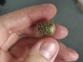 Man holds a small cactus in his hand. Cactus sprout in the palm