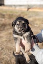 A man holds a small shaggy black and brown puppy in his hands. The concept of Pets. Close-up photo Royalty Free Stock Photo