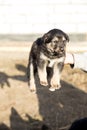 A man holds a small shaggy black and brown puppy in his hands. The concept of Pets. Close-up photo Royalty Free Stock Photo