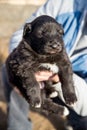 A man holds a small shaggy black puppy in his hands. The concept of Pets. Close-up photo Royalty Free Stock Photo