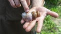 Man holds a snails in his hand. Helix Aspersa Muller, Maxima Snail, Organic Farming, Snail Farming Royalty Free Stock Photo