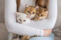 A man holds three British kittens of different colors in his hands Royalty Free Stock Photo