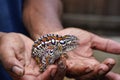 Man holds two small jewelled chameleons - Furcifer lateralis - in hands, shallow depth of field focus on first animal eye and face