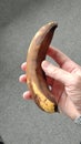 Man holds a very overripe banana in his hand. Vertical video