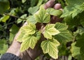 Man holds weakened plant with yellow leaves and streaks. Deficiency of minerals.