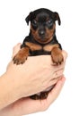 Zwerg pinscher puppy in hands Royalty Free Stock Photo