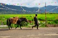 Man and Horse Royalty Free Stock Photo