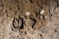 Man and horse shoe prints in a dried out mud Royalty Free Stock Photo