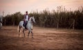Man on a horse at sunset.Rider on horse in the field