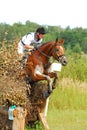 Man horsebak on jumping red chestnut horse