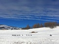 Man and Horses on Kanas Pasture in Winter Royalty Free Stock Photo