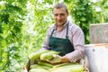 Man horticulturist in apron and gloves packing marrows to boxes in garden