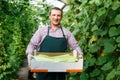 Man horticulturist in apron and gloves packing marrows to boxes in garden