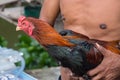 Man hug a Thai fighting or Rooster chicken Royalty Free Stock Photo