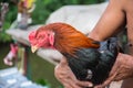 Man hug a Thai fighting or Rooster chicken Royalty Free Stock Photo