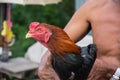 Man hug a Thai fighting or Rooster chicken Royalty Free Stock Photo