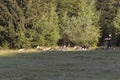 Man with husky Greenland dogs mushing in a green summer field