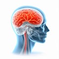 medicine head pain medical brain headache blue anatomy red x-ray. Generative AI. Royalty Free Stock Photo