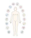 Man Internal Organs Infographic Poster Royalty Free Stock Photo