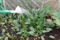 man irrigating the spinach crop with a watering can. watering spinach in the vegetable garden Royalty Free Stock Photo