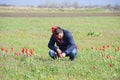 A man in a jacket on a field of tulips. Glade with tulips