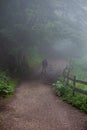 Man in jacket walking in forest on foggy day Royalty Free Stock Photo