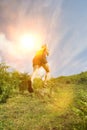 Man jogging in countryside, backview