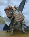 man judge hands estimating breed of pedigreed cat. Cat show