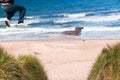 Man jumping from a high sand dune to the sand on the beach on a sunny winter day Royalty Free Stock Photo