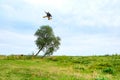 A man jumps over a tree growing on a field on a summer day Royalty Free Stock Photo