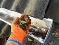 A man is keeping the rain gutter clean in autumn simply by removing, taking away dry leaves, debris and dirt with his hands in Royalty Free Stock Photo