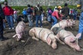 A man keeps his pigs under control at the Otavalo animal market in Ecuador in South America. Royalty Free Stock Photo
