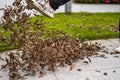 A man is kicking a pile of fallen leaves beside the flyway