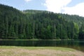 Pine forest above smooth surface of lake Synevyr