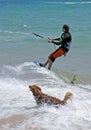 Man kitesurfing with golden retriever dog chasing him. Royalty Free Stock Photo