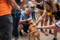 Man kneels to pet adoptable pitbull Royalty Free Stock Photo