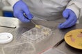 Man in laboratory working with tweezers and gold plated material Royalty Free Stock Photo