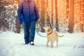 A man with a Labrador retriever dog walks in a snowy forest Royalty Free Stock Photo