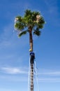 Man on ladder trimming tall palm tree Royalty Free Stock Photo