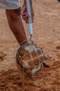 Man with a large wren perched on his hand carrying a turtle Royalty Free Stock Photo