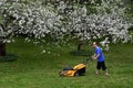 Man with lawn mower in garden, blooming apple trees Royalty Free Stock Photo