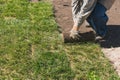 Close-up man laying grass turf rolls for new garden lawn Royalty Free Stock Photo