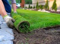 Man laying sod for new garden lawn