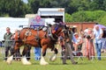 Man leading a heavy draft horse.