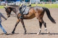 Man leads a racing horse Royalty Free Stock Photo