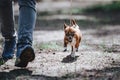 A man leads a small dog of the Chihuahua breed on a leash. The dog goes near the legs