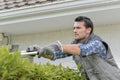 Man leaning to trim top bush with shears