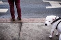 Man legs and dog waiting for safe road crossing Royalty Free Stock Photo