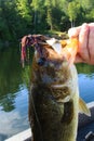 Man Lips Large Mouth Bass Caught on Flipping Jig Lure Royalty Free Stock Photo