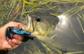 Man Lips Large Mouth Bass Caught on Plastic Lure Royalty Free Stock Photo